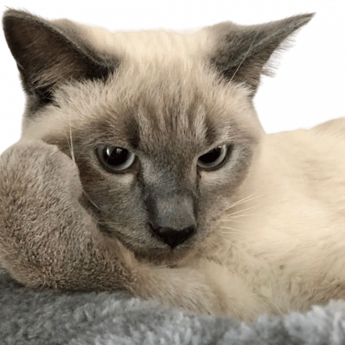 meet pasha
